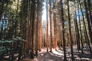 Sunlit Forest Path Frauenfeld Wallpaper