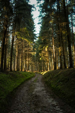 Sunlit Forest Path Green Aesthetic.jpg Wallpaper