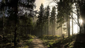 Sunlit_ Forest_ Path.jpg Wallpaper