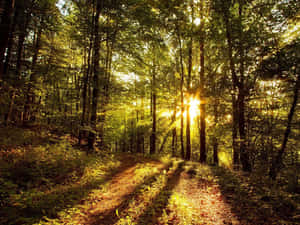 Sunlit Forest Path.jpg Wallpaper