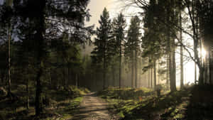 Sunlit Forest Path.jpg Wallpaper