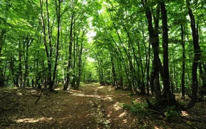 Sunlit Forest Path Wallpaper