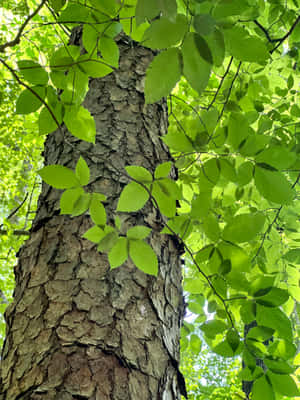 Sunlit Green Leavesand Tree Bark Wallpaper