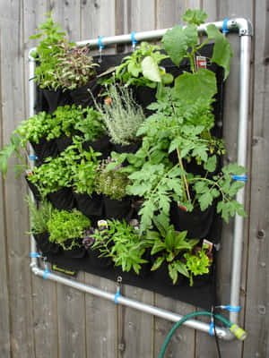 Sunlit Herb Garden Wallpaper