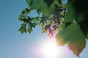 Sunlit Leaves Against Blue Sky Wallpaper