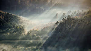 Sunlit_ Misty_ Forest_ Rays.jpg Wallpaper