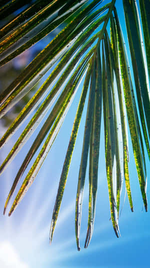 Sunlit Palm Frond Under Blue Sky Wallpaper