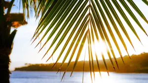 Sunlit Palm Leaf Closeup Wallpaper