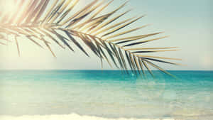 Sunlit Palm Leaf Over Ocean Wallpaper