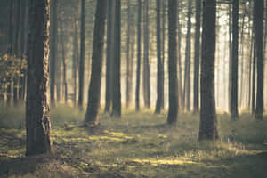 Sunlit Pine Forest Glow Wallpaper