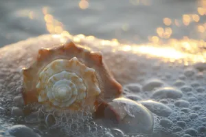 Sunlit Seashellon Shore Wallpaper