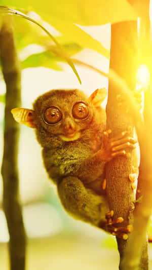 Sunlit Tarsier Perched On Tree.jpg Wallpaper