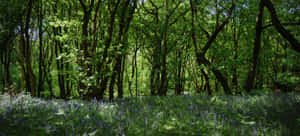 Sunlit Woodlandwith Bluebells Wallpaper