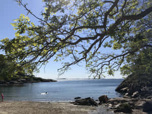 Sunny Beach Day Under Tree Canopy Wallpaper