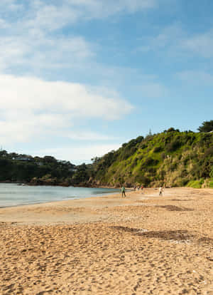 Sunny_ Beach_ Day_ Waiheke_ Island Wallpaper