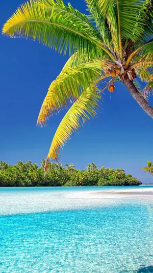 Sunny Day Beautiful Tropical Beach Wallpaper