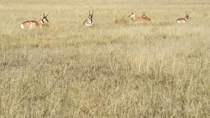 Sunny Day In Madison With Animals Wallpaper