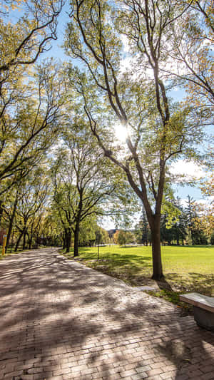 Sunny Dayat Guelph Park Pathway Wallpaper