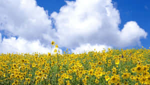 Sunny Fieldof Wildflowers.jpg Wallpaper