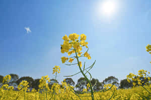 Sunny Fieldof Yellow Flowers Wallpaper