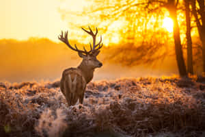 Sunny Glade In Autumn Wallpaper