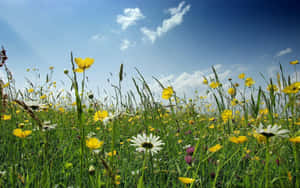 Sunny Meadow Wildflowers Wallpaper