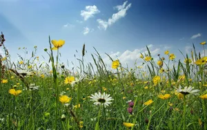 Sunny Meadow Wildflowers Wallpaper
