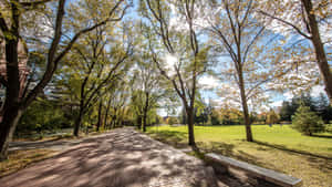 Sunny Park Path Guelph Wallpaper