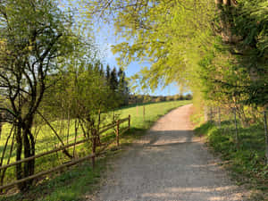 Sunny Pathway Zollikon Springtime Wallpaper