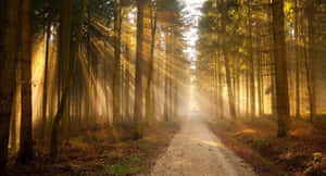 Sunny Tranquil Forest Wallpaper