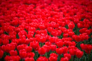 Sunny Weather And Red Tulips Wallpaper