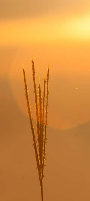 Sunrays Peeping Through The Mountains Wallpaper