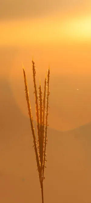 Sunrays Peeping Through The Mountains Wallpaper