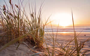 Sunrise Beach Dune Grasses Wallpaper