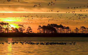 Sunrise Birds Over Wetlands Wallpaper