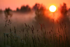 Sunrise Mist Over Meadow Wallpaper