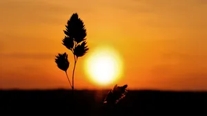 Sunrise Morning Glory Wallpaper