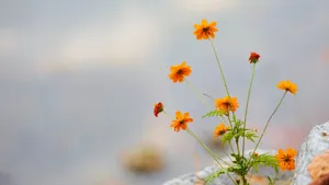 Sunrise Over A Calm Ocean View Wallpaper