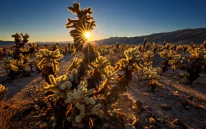 Sunrise Over Cholla Cactus Garden San Bernardino Wallpaper