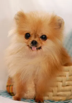 Sunrise Over Fields Of Fragrant Lavender Wallpaper