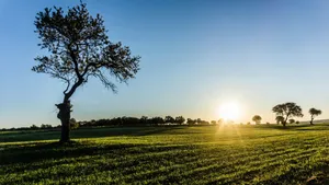 Sunrise Over Green Farmland Wallpaper