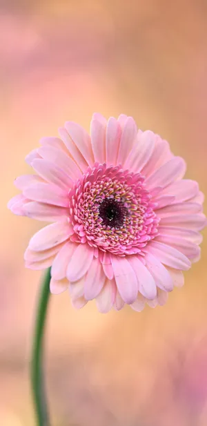 Sunrise Over The Ocean Wallpaper