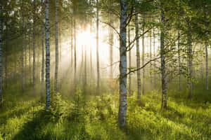 Sunrisein Birch Forest Wallpaper