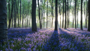 Sunrisein Bluebell Woodland Wallpaper