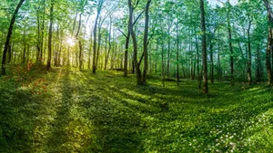 Sunrisein Green Forest Tonsberg Wallpaper