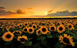 Sunset Aesthetic Sunflower Wallpaper
