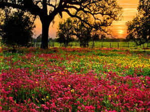 Sunset_ Amidst_ Blooming_ Meadow.jpg Wallpaper