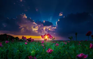 Sunset_ Amidst_ Poppies_ Landscape.jpg Wallpaper