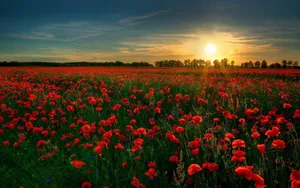 Sunset_ Amidst_ Red_ Poppies_ Field Wallpaper