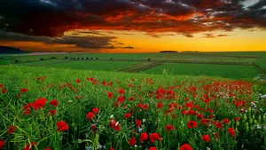Sunset_ Amidst_ Red_ Wildflowers_ Field Wallpaper